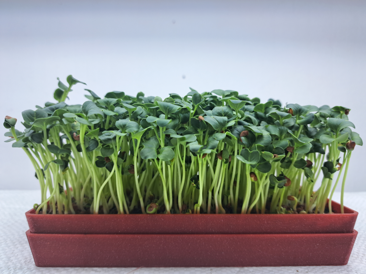 redkvicka daikon microgreens